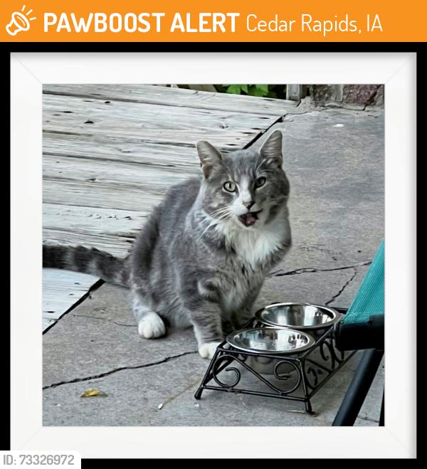 Found/Stray Unknown Cat last seen Johnson Ave Dairy Queen, Cedar Rapids, IA 52405