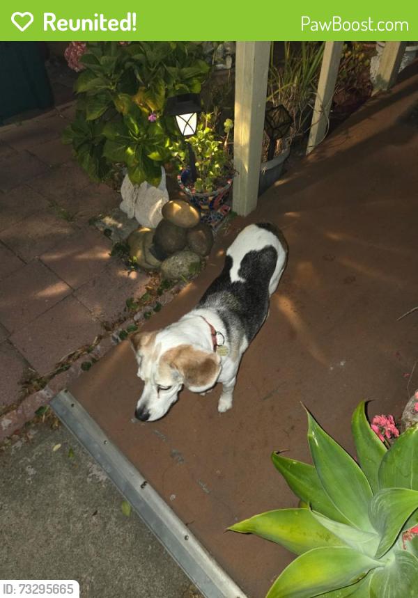 Reunited Male Dog last seen 3rd st, Alameda, CA 94501