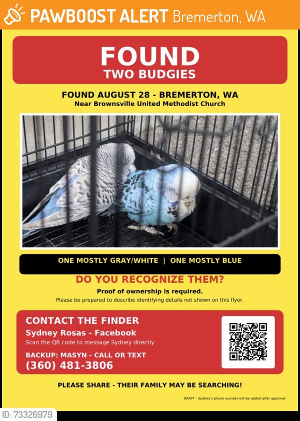 Found/Stray Unknown Bird last seen Brownsville United Methodist Church, Bremerton, WA 98337