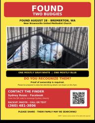 Found/Stray Unknown Bird last seen Brownsville United Methodist Church, Bremerton, WA 98337