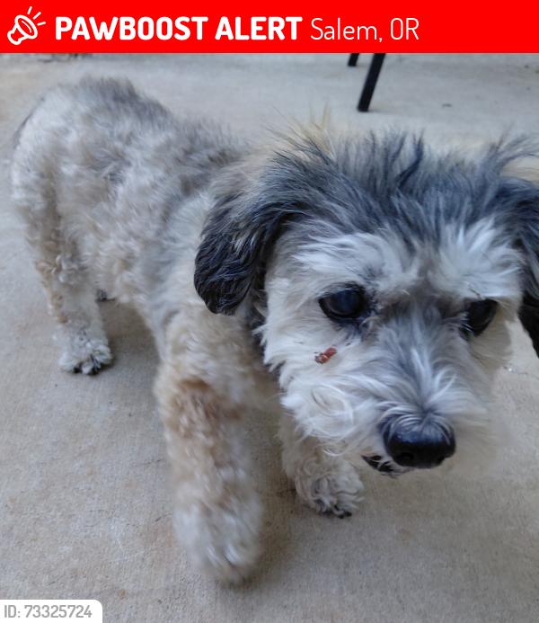 Lost Female Dog last seen Near salem heights ave s, Salem, OR 97302