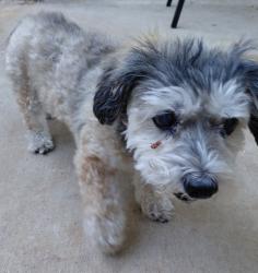 Lost Female Dog last seen Near salem heights ave s, Salem, OR 97302