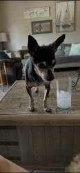 Lost Male Dog last seen 101st and Camelback, Glendale, AZ 85307