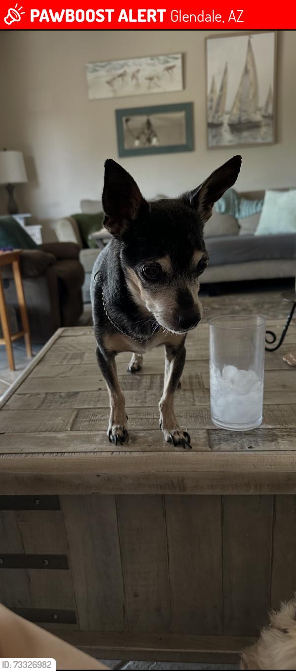 Lost Male Dog last seen 101st and Camelback, Glendale, AZ 85307