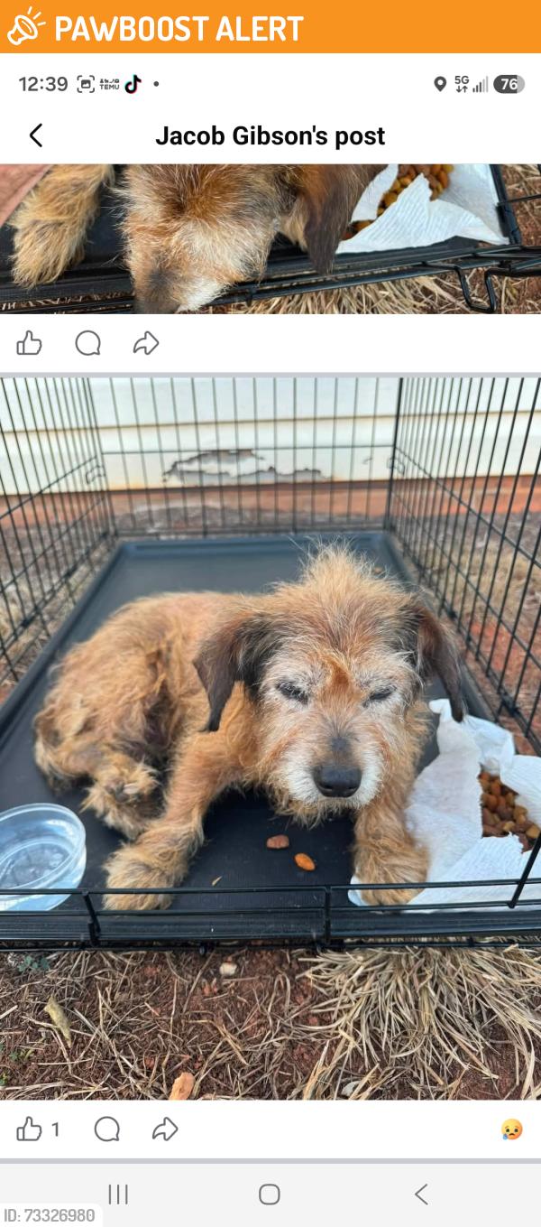 Found/Stray Female Dog last seen Cowpens Battleground, Cherokee County, SC 29341