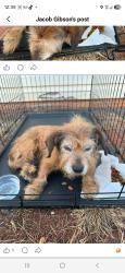 Found/Stray Female Dog last seen Cowpens Battleground, Cherokee County, SC 29341