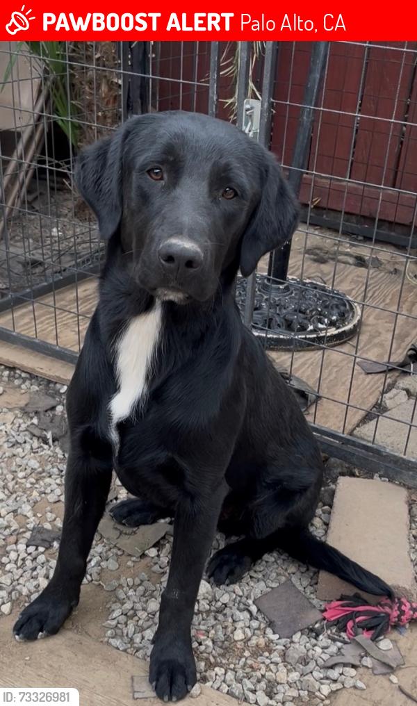Lost Male Dog last seen Stanford West Community, Palo Alto, CA 94305