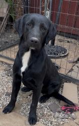 Lost Male Dog last seen Stanford West Community, Palo Alto, CA 94305