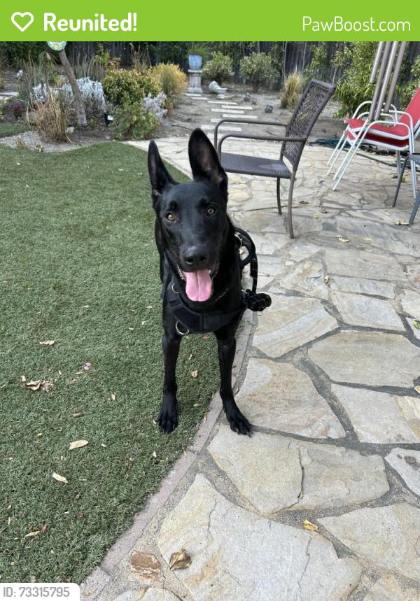 Reunited Male Dog last seen Moorpark & Belflower, Vineland, NJ 08360