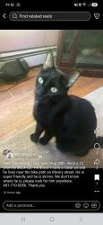 Lost Male Cat last seen Near bike path, Burrillville, RI 02830