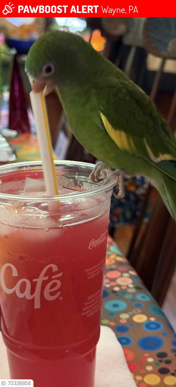 Lost Male Bird last seen Between Upper Gulph Road & Croton Road, Wayne, PA 19087