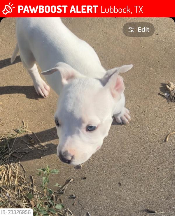 Lost Female Dog last seen Ironwood and Baylor, Lubbock, TX 79403