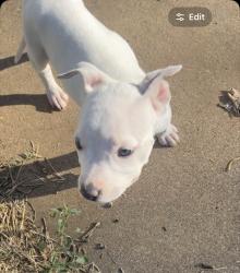 Lost Female Dog last seen Ironwood and Baylor, Lubbock, TX 79403