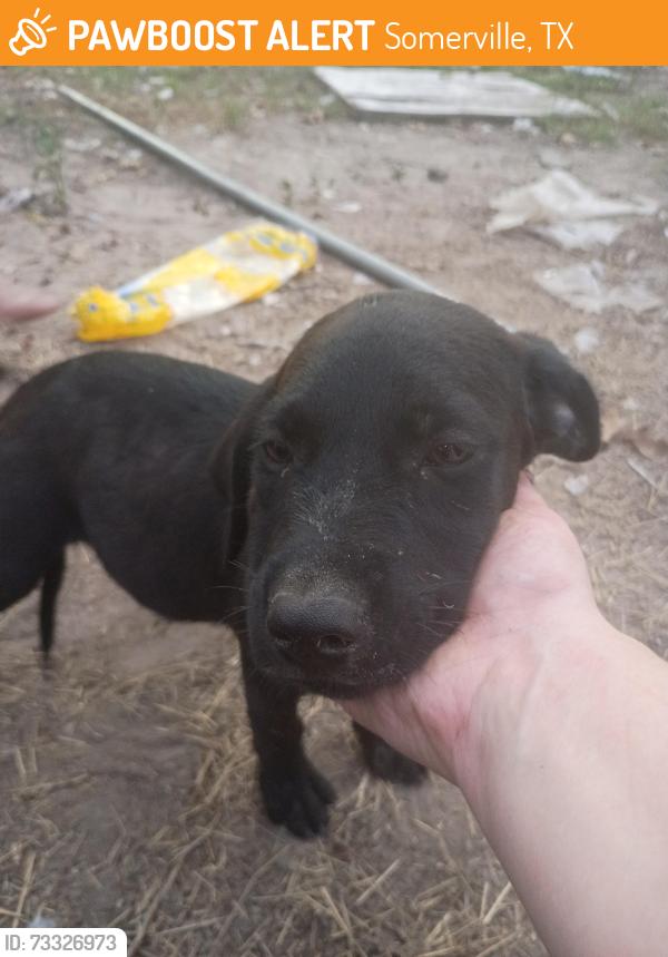 Found/Stray Male Dog last seen On road, Somerville, TX 77879