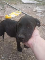 Found/Stray Male Dog last seen On road, Somerville, TX 77879