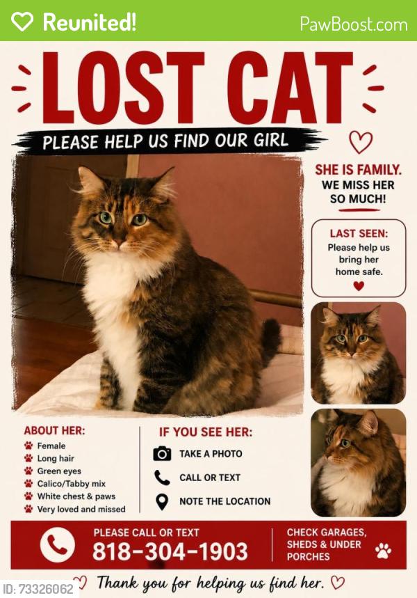 Reunited Male Cat last seen polk st, Los Angeles, CA 91342