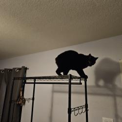 Lost Male Cat last seen Ruidosa and altura, Dallas, TX 75228