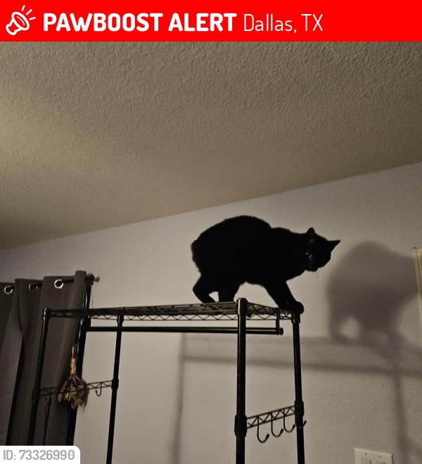 Lost Male Cat last seen Ruidosa and altura, Dallas, TX 75228