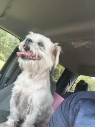 Found/Stray Male Dog last seen South Zion Hill Road, Rogersville, Tennessee, Rogersville, TN 37857