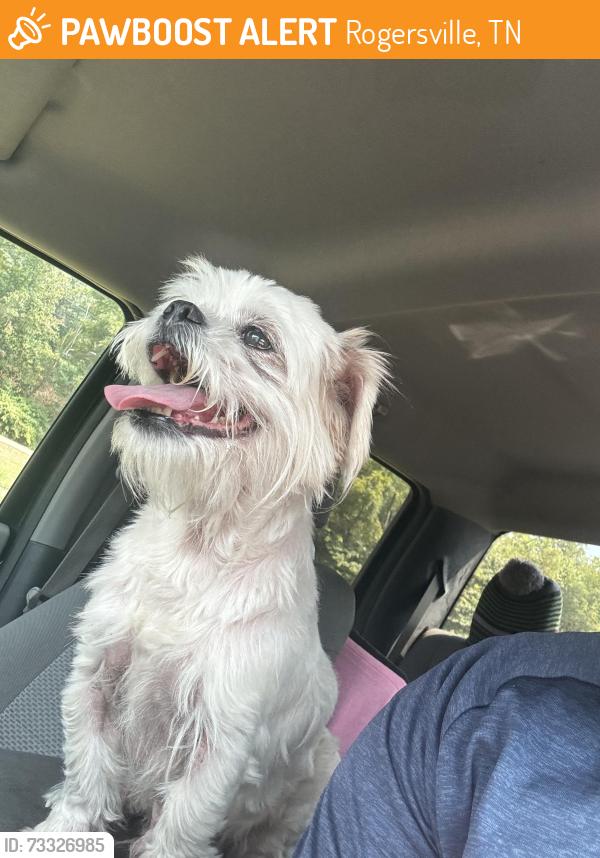 Found/Stray Male Dog last seen South Zion Hill Road, Rogersville, Tennessee, Rogersville, TN 37857