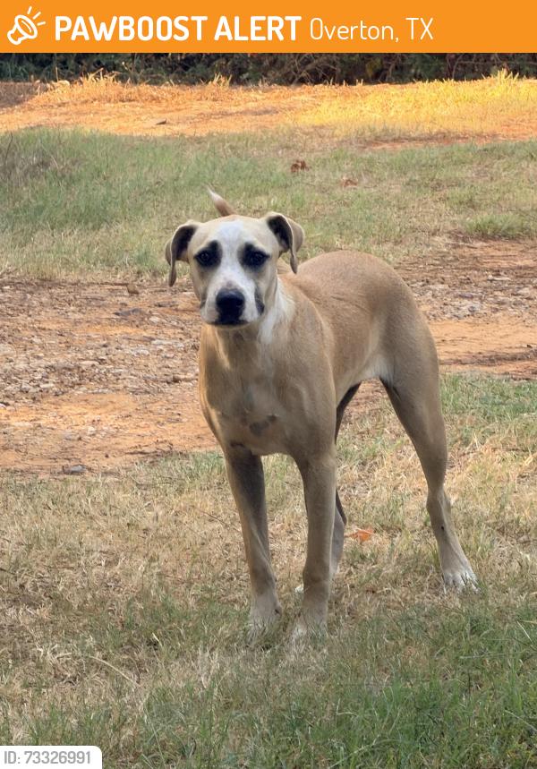 Found/Stray Unknown Dog last seen Outside of town, Overton, TX 75684