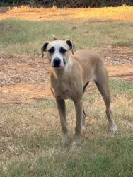 Found/Stray Unknown Dog last seen Outside of town, Overton, TX 75684