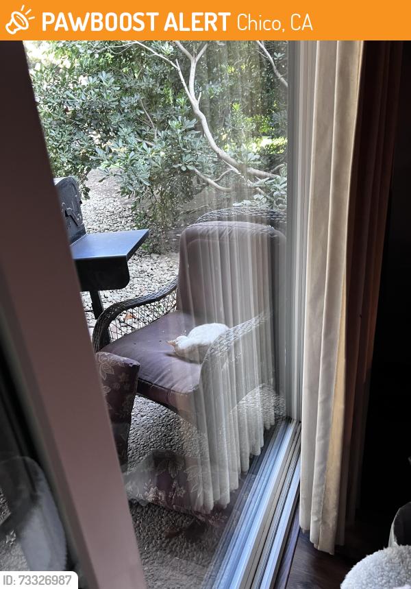 Rehomed Female Cat last seen Cussick and Henshaw, Chico, CA 95973