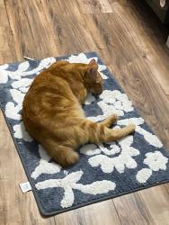 Lost Male Cat last seen Hollywood ests, West Melbourne, FL 32904