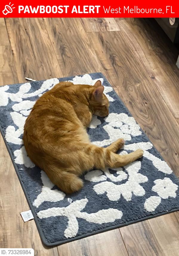 Lost Male Cat last seen Hollywood ests, West Melbourne, FL 32904