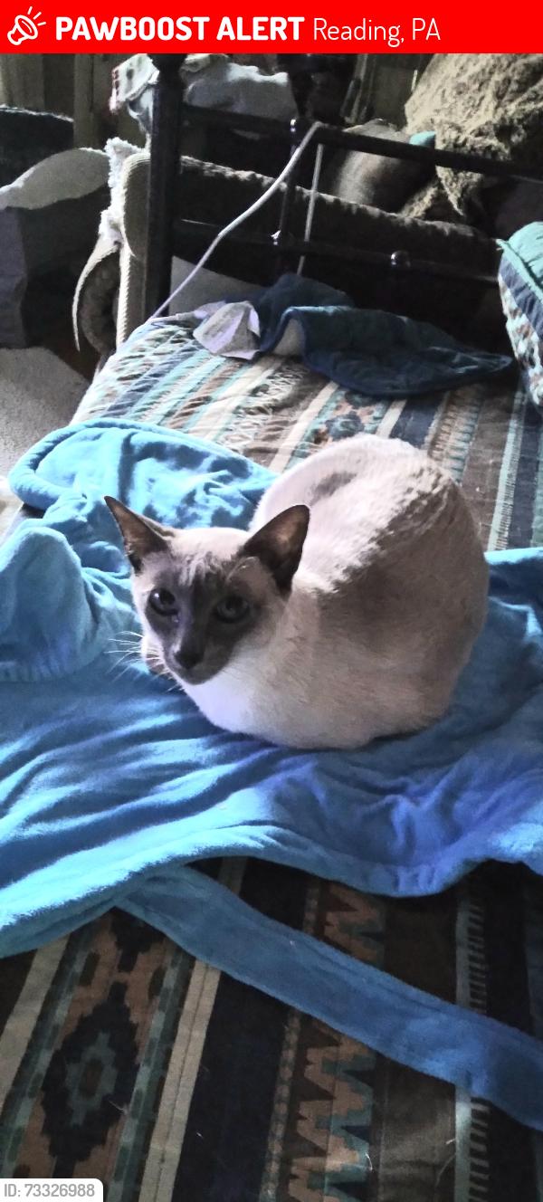 Lost Female Cat last seen Near LIBERTY AVE, Reading, PA 19607