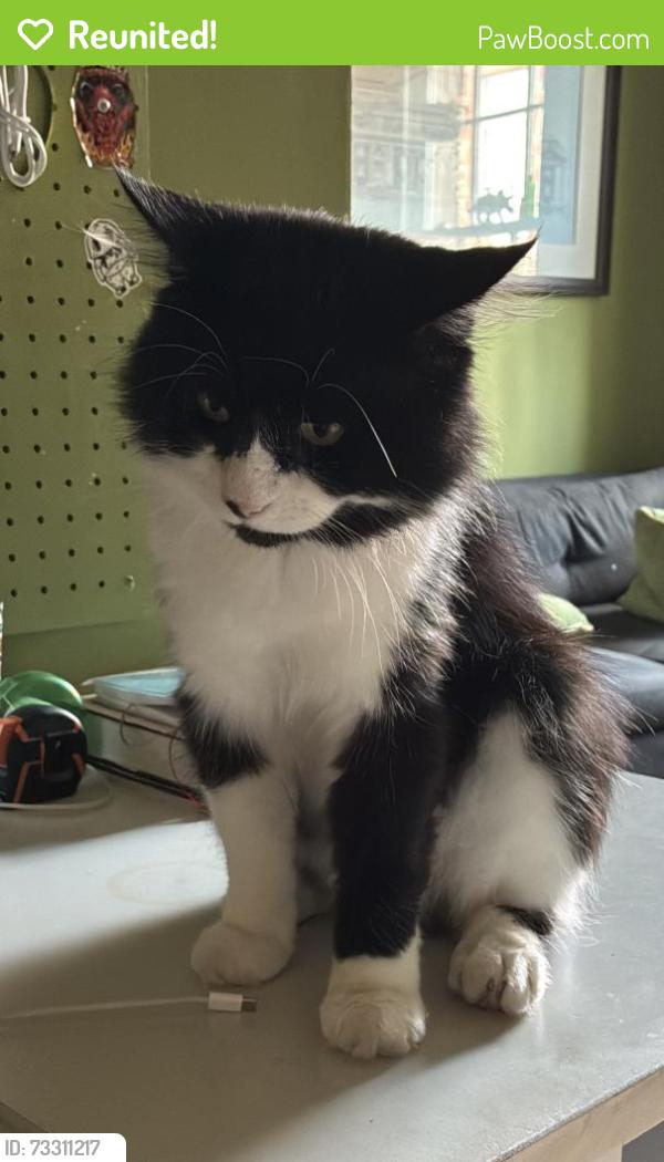 Reunited Male Cat last seen Fairlawn school, Montpelier, Montpelier, England 