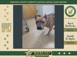 Shelter Stray Female Dog last seen Near Grumman Place, TITUSVILLE, FL, 32780, 5100 W Eau Gallie Blvd, Melbourne, FL 32934, USA
