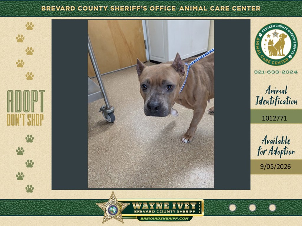 Shelter Stray Female Dog last seen Near Grumman Place, TITUSVILLE, FL, 32780, 5100 W Eau Gallie Blvd, Melbourne, FL 32934, USA