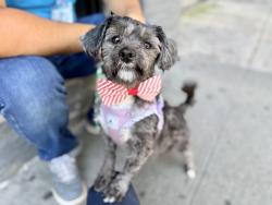 Shelter Stray Male Dog last seen Near Laconia Avenue, BRONX, NY, 10466, 326 E 110th St, New York, NY 10029, USA