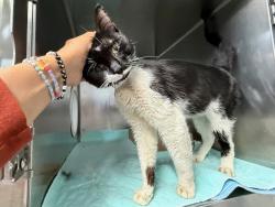 Shelter Stray Male Cat last seen Near W 147th Street, NEW YORK, NY, 10039, 326 E 110th St, New York, NY 10029, USA