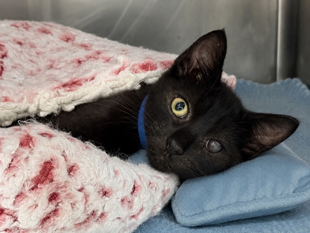 Shelter Stray Male Cat last seen E 7th Street, BROOKLYN, NY, 11218, 326 E 110th St, New York, NY 10029, USA