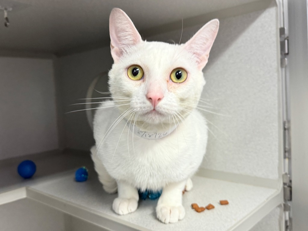 Shelter Stray Male Cat last seen found in box in Crotona Park, near admin building, BRONX, NY, 10457, 326 E 110th St, New York, NY 10029, USA