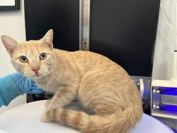 Shelter Stray Male Cat last seen Near Story Avenue, BRONX, NY, 10473, 326 E 110th St, New York, NY 10029, USA