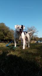 Reunited Male Dog last seen Near Pritcher rd Lithia fl 33547, Lithia, FL 33547