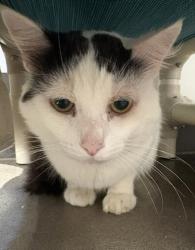 Shelter Stray Male Cat last seen Near Camarosa Circle, San Diego, CA, 92126, 5500 Gaines St, San Diego, CA 92110, USA