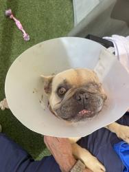 Shelter Stray Female Dog last seen Near Stoney Point Way, Oceanside, CA, 92058, Oceanside, CA 92058, USA