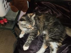 Reunited Female Cat last seen Maple st, West Boylston, MA 01583