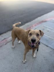 Shelter Stray Male Dog last seen Not Provided., San Diego, CA, 92110, 5500 Gaines St, San Diego, CA 92110, USA
