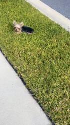 Lost Male Dog last seen Morgans cove, St. Johns County, FL 32084