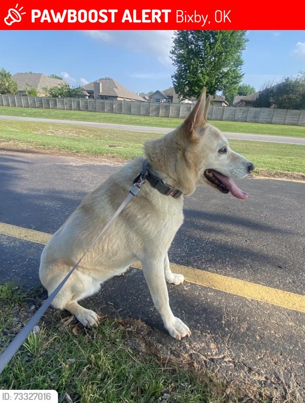 Lost Female Horse last seen 121st and Mingo, Bixby, OK 74008