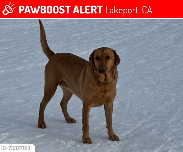 Lost Female Dog last seen 19th street, Lakeport, CA 95453