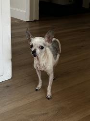 Reunited Female Dog last seen Bonnie Vista Dr and Morning View Ct, La Mesa, CA 91941