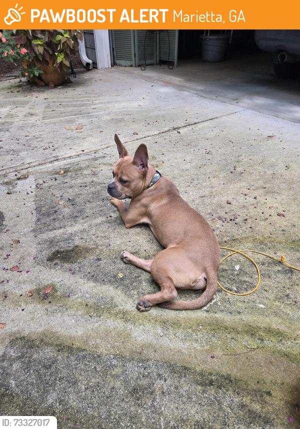 Found/Stray Male Dog last seen Oakledge ct & oakledge dr, Marietta, GA 30060