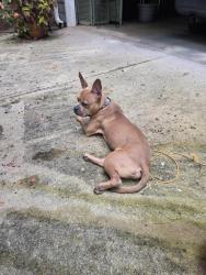 Found/Stray Male Dog last seen Oakledge ct & oakledge dr, Marietta, GA 30060