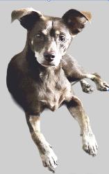 Lost Female Dog last seen Taft & Butterfield Rd, Berkeley, IL 60163